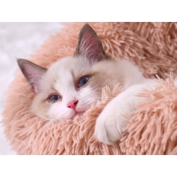 Pluszowe legowisko kojec dla psa kota miękkie poduszka kanapa posłanie 100