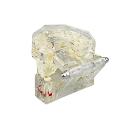 Model stomatologiczny szczęka zęby zębow implanty