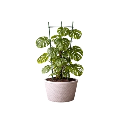 Podpora pierścieniowa do roślin 60 cm z 3 pierścieniami DIVODV — zdjęcie 12