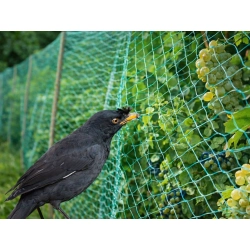 Siatka na ptaki ochronna przeciw ptakom 2x10m na ogród drzewa owoce mocna