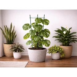 Podpora pierścieniowa do roślin 60 cm z 3 pierścieniami DIVODV — zdjęcie 11