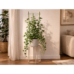 Podpora pierścieniowa do roślin 60 cm z 3 pierścieniami DIVODV — zdjęcie 8