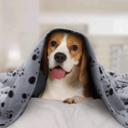 Stewer dla zwierząt wzór w łapy