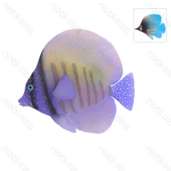 Fluorescencyjne ryby morskie Nobleza model 273228749 do efektownych dekoracji akwariowych