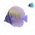 Fluorescencyjne ryby morskie Nobleza model 273228749 do efektownych dekoracji akwariowych